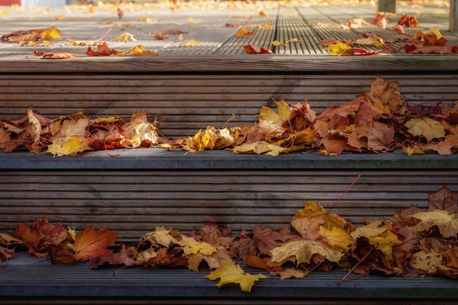herbstliches fensterlaibchen gegen schnecken
