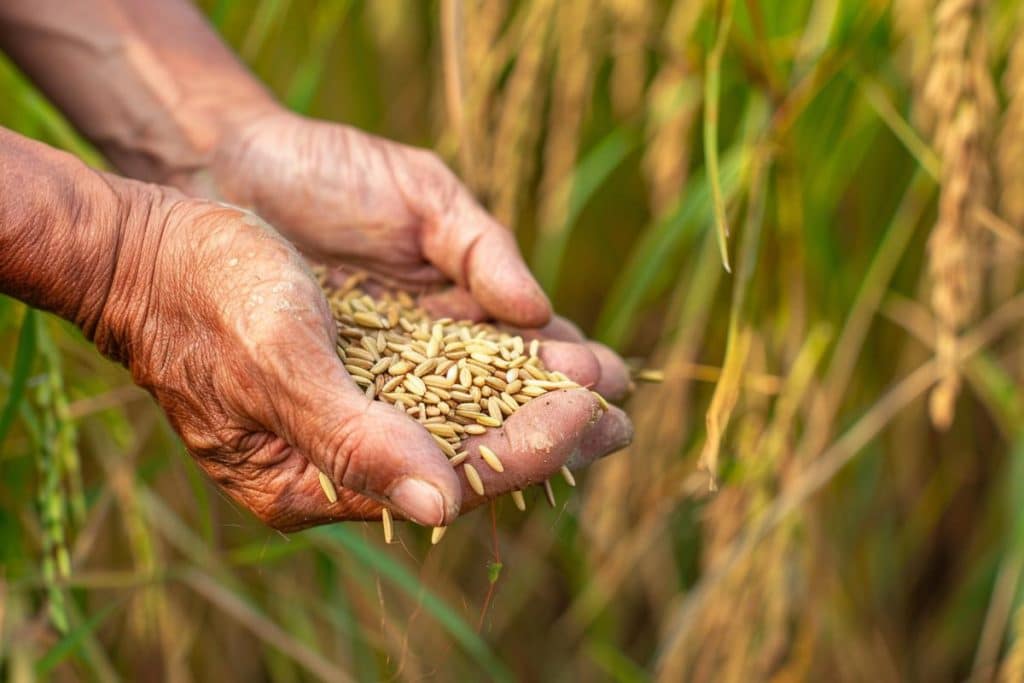 projekt reiskorn landwirtschaft innovation